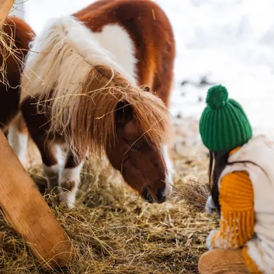 fillette nourrissant un cheval en laponie finlandaise à Levi en été durant un séjour au Levi Spa 