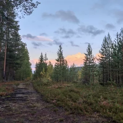balade en forêt boréale à Levi en Laponie finlandaise durant un séjour au Levi Spa