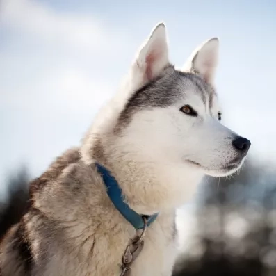 portrait d'un husky de laponie finlandaise 