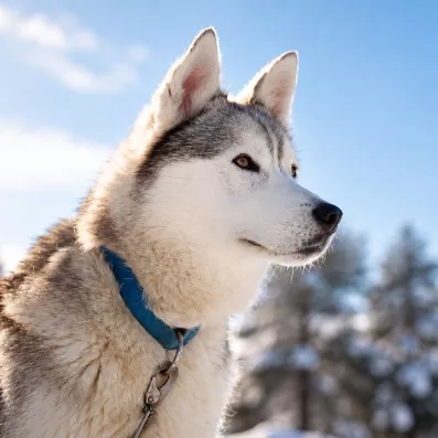 Portrait d'un chien husky d'attelage pour activité hivernale au Mondi Club Sodankyla