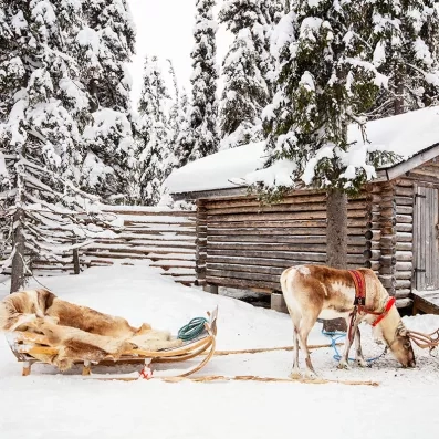 Rennes et traîneau traditionnel devant un chalet en bois enneigé au Mondi Club Sodankyla