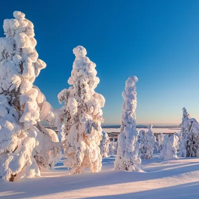 Paysage enneigé de Laponie avec arbres recouverts de neige au Mondi Club Sodankyla