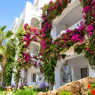 Façade blanche typique de l'hôtel Djerba Resort ornée de magnifiques bougainvilliers en fleurs roses et mauves.