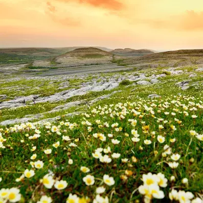 fleurs sue une étendue de gazon