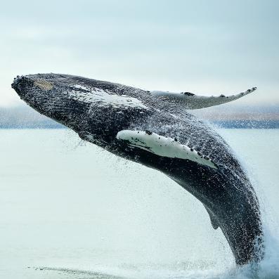 baleine sortant de l'eau