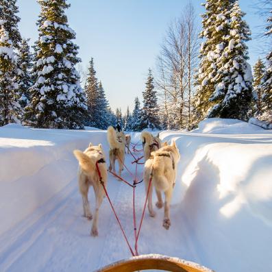 chiens trainant un traineau