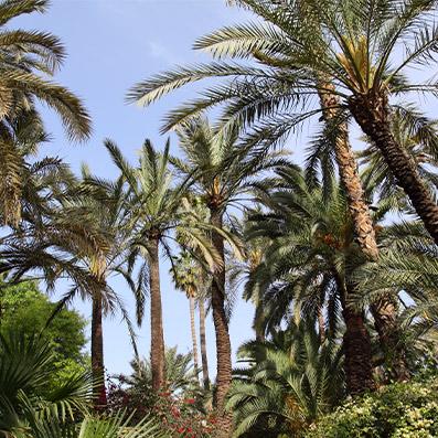 La palmeraie de Marrakech