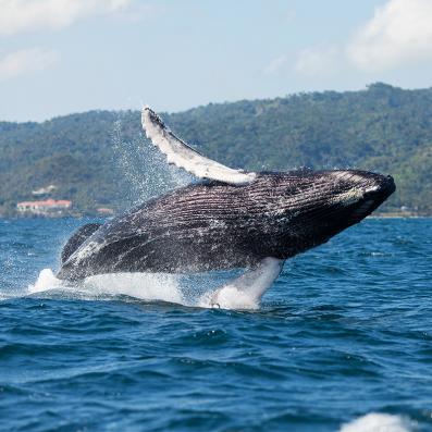 baleine sortant de l'eau