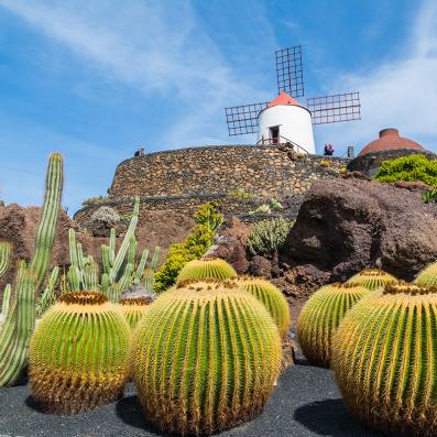 cactus avec moulin à vent