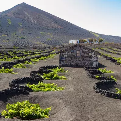 Vignobles de La Geria à Lanzarote, ceps protégés par murets de pierre volcanique sur sol noir, volcan en arrière-plan.