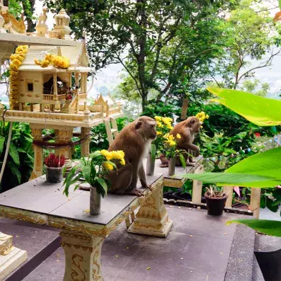 Monkey Hill à Phuket avec singes et panorama sur la ville