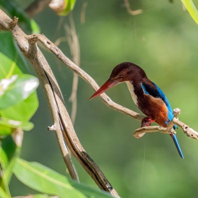 oiseau tropical