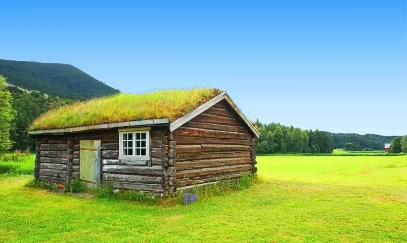 maison avec herbe sur le toit 