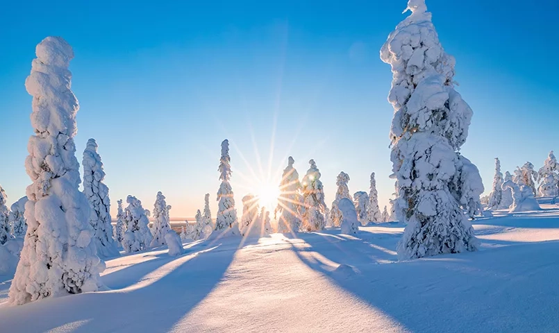 Soleil entre les arbres avec beaucoup de neige