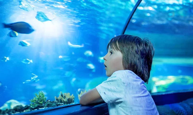Un garçon regarde des poissons nageant dans un grand aquarium.