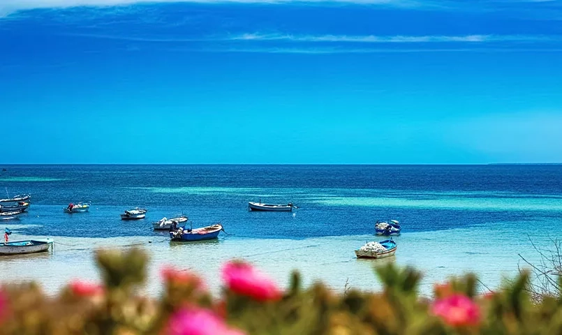 Plusieurs bateaux flottent sur une mer bleue avec des fleurs roses. 