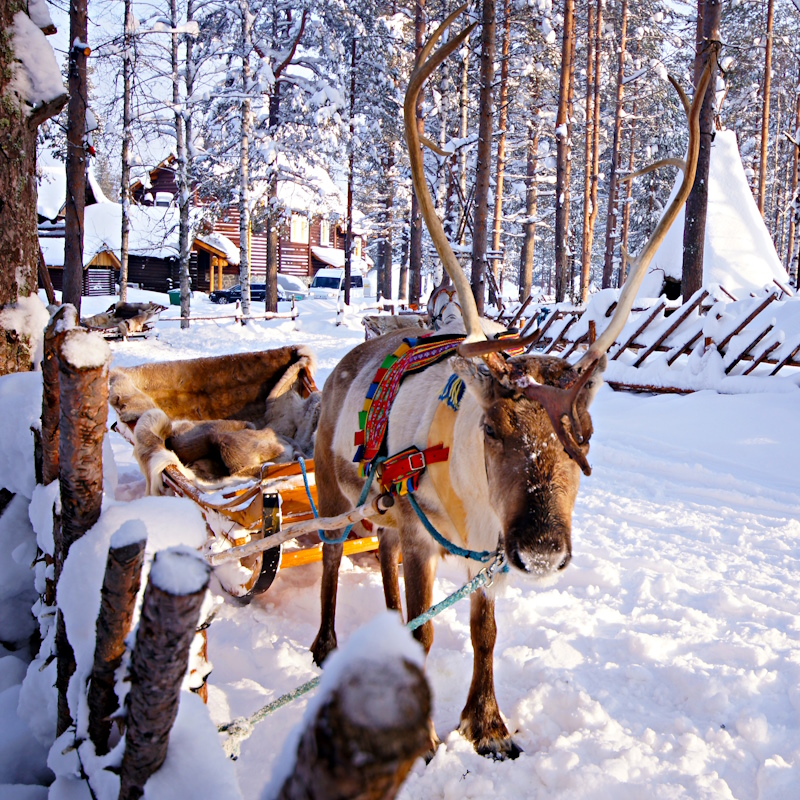 Image 10 du séjour Séjour Activités "Merveilleuse Laponie" Matarengi Lodge à Rovaniemi, Finlande
