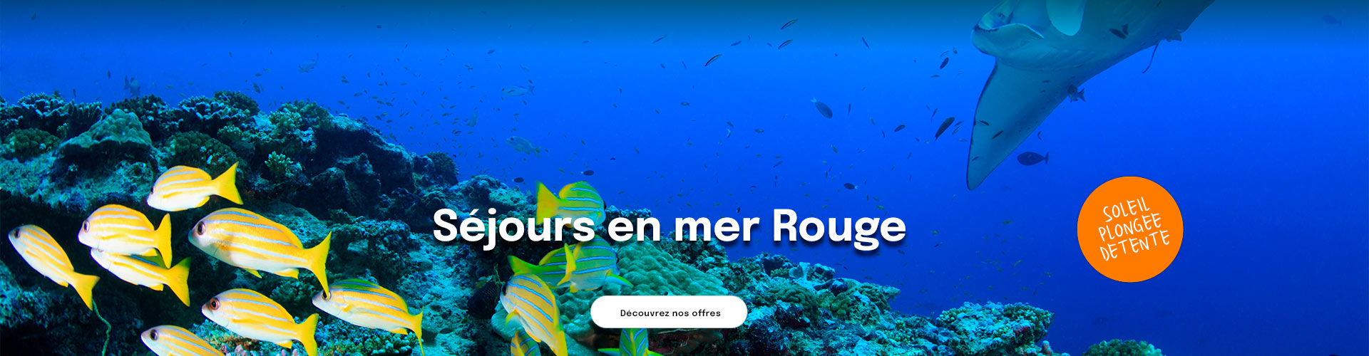poissons colorés dans la mer