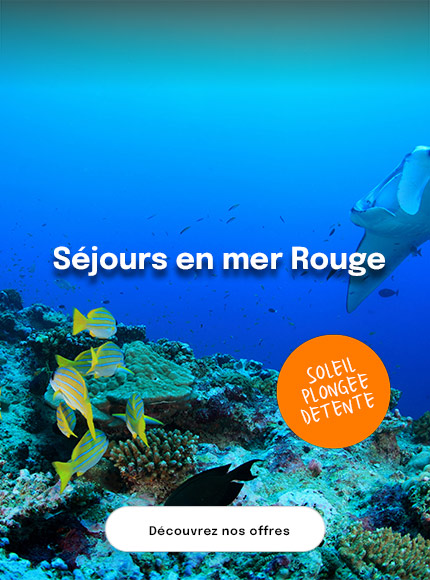 poissons colorés dans la mer